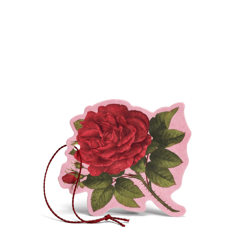 Rosa purpúrea Flor perfumada multiusos