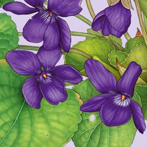 ACCORDO VIOLETA