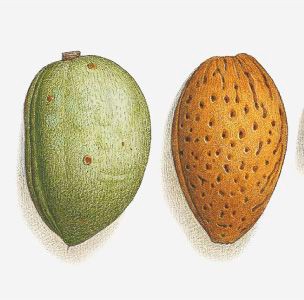 ALMENDRA