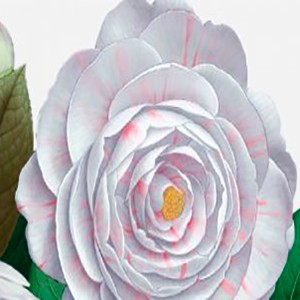 CAMELIA