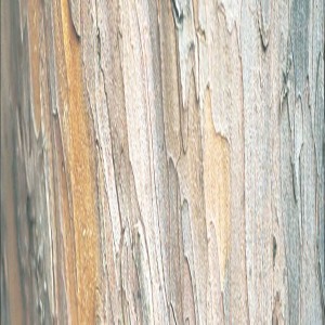 CORTECCIA