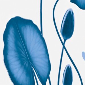FLOR DE LA OLA