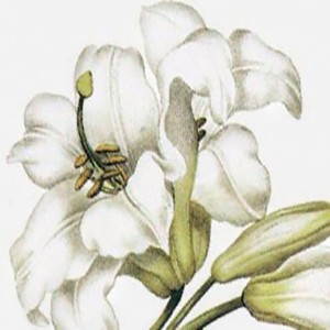 FLORES CLARAS