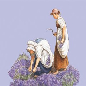 LAVANDA