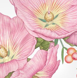 3 ROSAS
