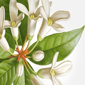 OSMANTHUS
