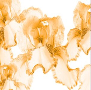 BOUQUET DE ORO