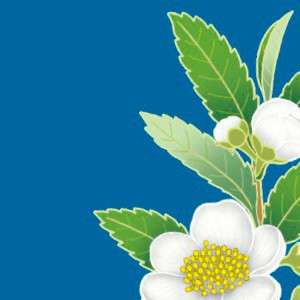 HOJAS DE TÉ