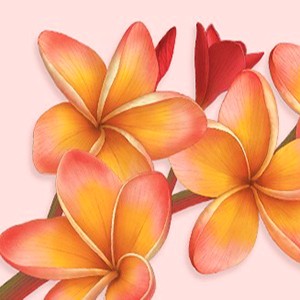 FRANGIPANI