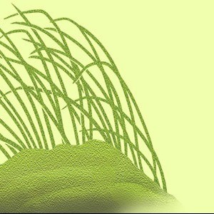 VETIVER